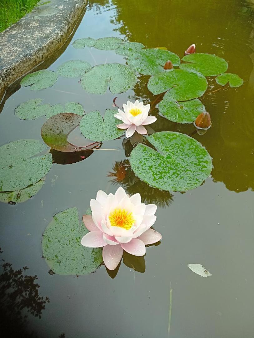 La Canette De Phil - Chambre D'Hotes, Independante - Vue Sur Piscine Samatan Ngoại thất bức ảnh